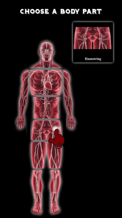 Sports Fitness Trainer - Exercises for the body