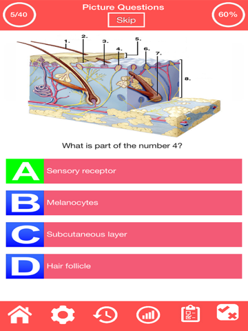 Integumentary System Quiz screenshot 3