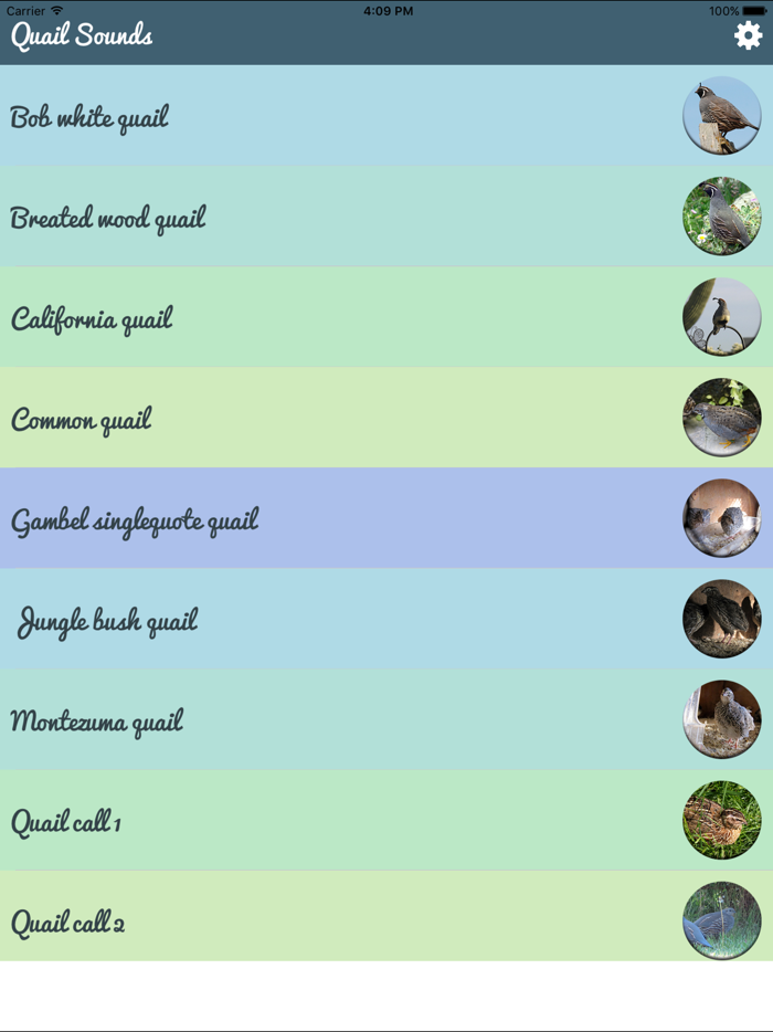 Quail Sound – California Jungle Bush Bob White