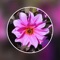 Photo Blur Editor is a fantastic tool to help you create the most fabulous photo