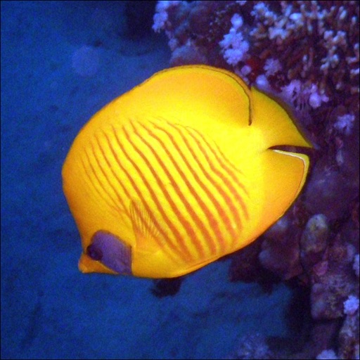 Diving In The Red Sea
