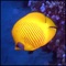 The Red Sea is renowned for the variety of aquatic life