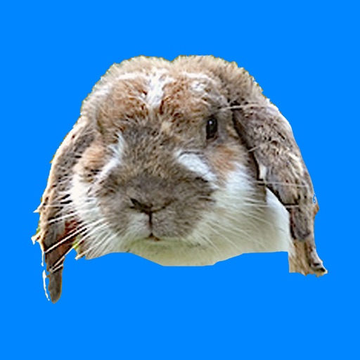 Loneliness of Rabbit Icon