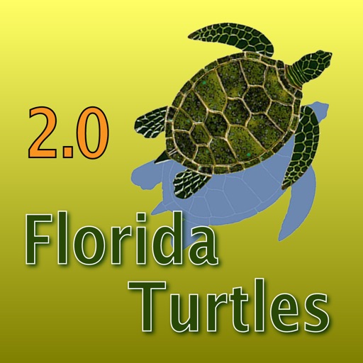 Florida Turtles – Guide to Common Species