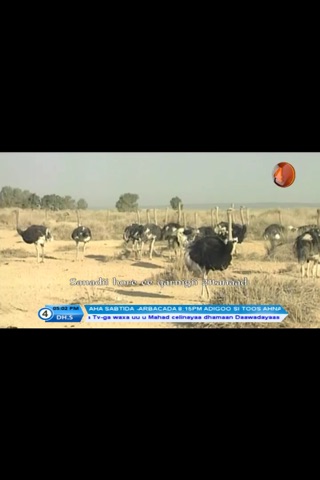 Africa TV4 screenshot 4