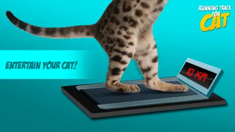 Running Track for Cat