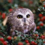 Owl Wallpapers - Stunning Collections Of Owl