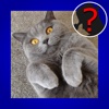 Domestic Cat Breed Quiz Maestro