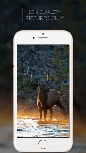 HD Wallpapers for Deer Hunting