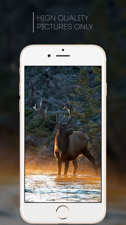 HD Wallpapers for Deer Hunting