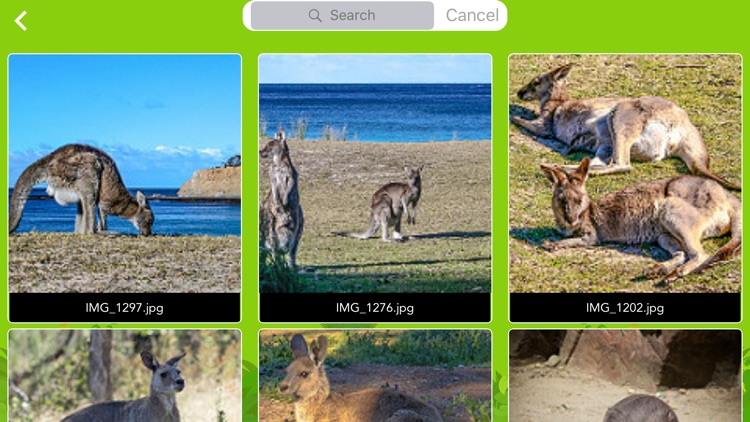 WildAnimal Collage and Frame screenshot-4