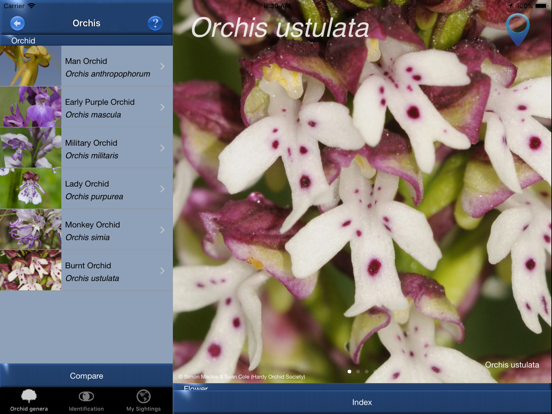 Screenshot #5 pour Orchid Id - British Orchids