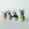 Decorate with Air Plants 101-Choose Tips and Guide