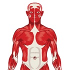 Visual Anatomy Quiz