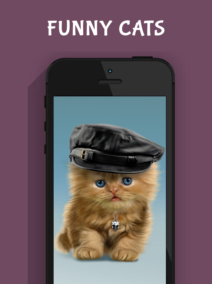 Funny Cat Images
