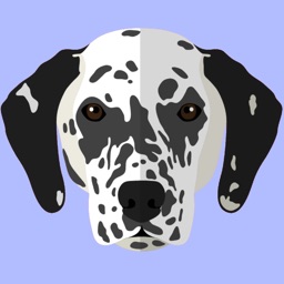 My Dalmatian