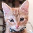 3D基蒂猫模拟器