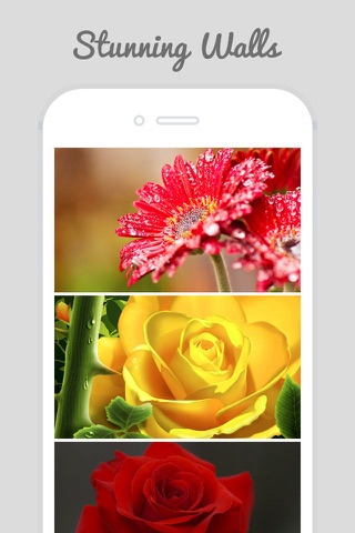 HD Flower Wallz - Flowers for Home & Lock Screens screenshot 3