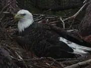 live bird watching ipad resimleri 3