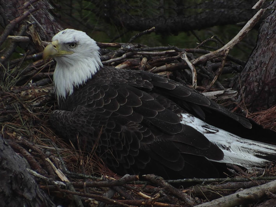 Screenshot #6 pour Live Bird Watching
