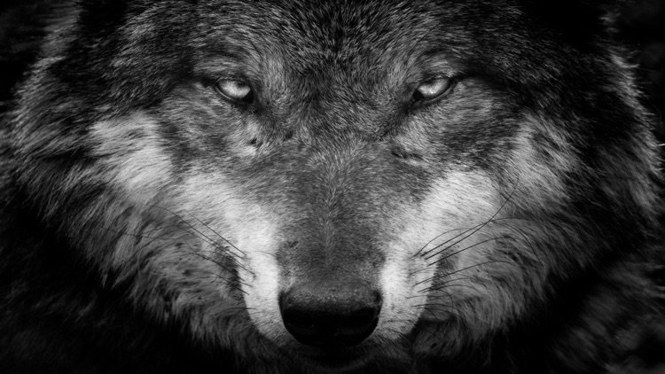 4K Animals screenshot-4