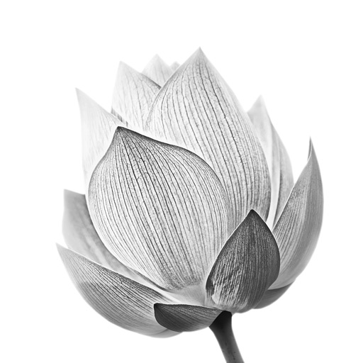 White Backgrounds & White Wallpapers - AppWisp.com