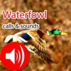 Waterfowl Real Hunting Calls & Sounds