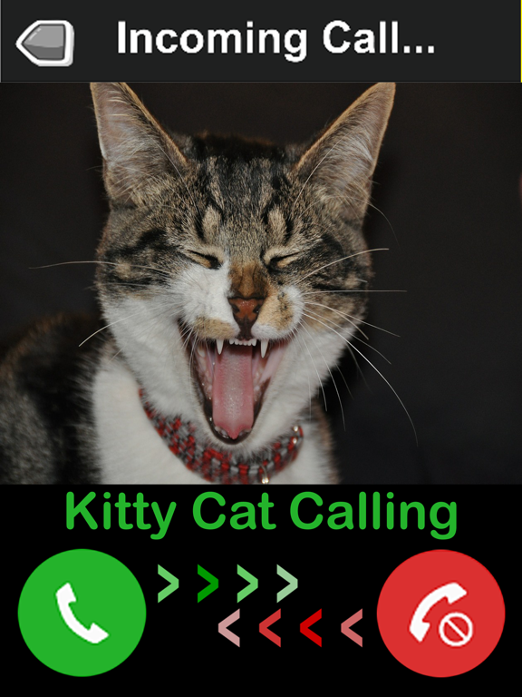 Kitty Cat Fake Phone Call - Birthday Surprise