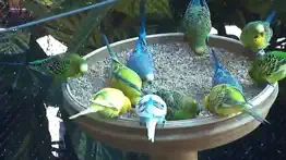 live bird watching iphone resimleri 1