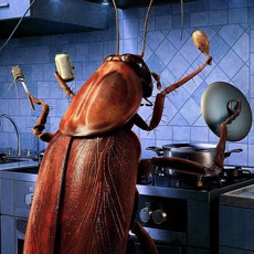 Activities of Cockroaches in the kitchen