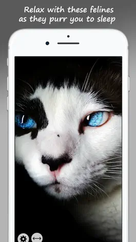Game screenshot MeowPix: Relaxing Cat Slideshow with Music hack