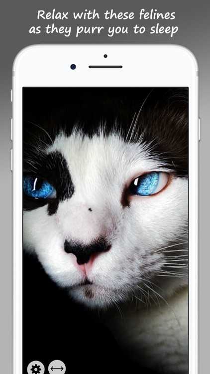MeowPix: Relaxing Cat Slideshow with Music
