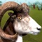 Drive goat simulator is the latest in goat simulation technology, bringing next-gen goat simulation to YOU