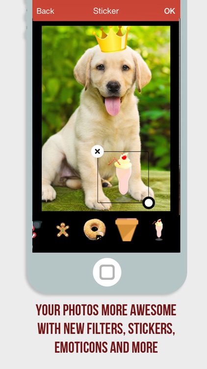 Instapet - Social Network for your Pet