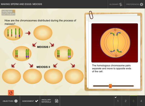 Making Sperm and Eggs: Meiosis screenshot 4