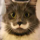 Cat Wallpaper Top HD - Ícone do app