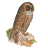 Directory of owls