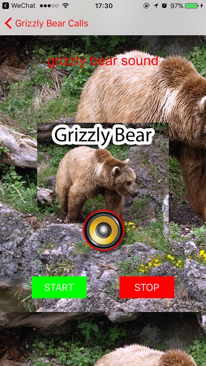 Real Grizzly Bear Hunting Calls & Sounds