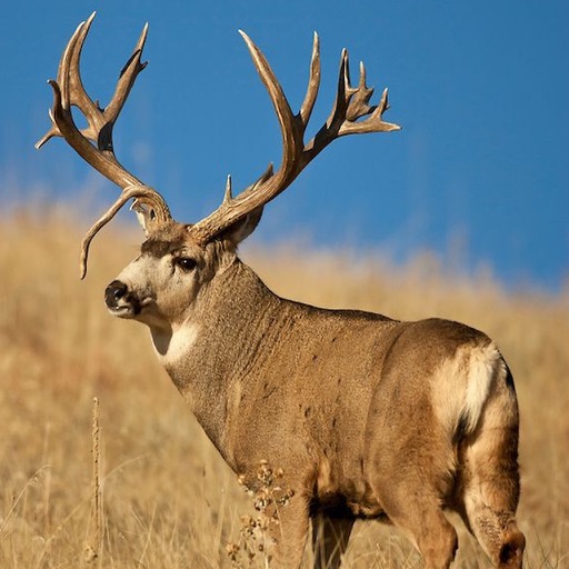Flying Deer Hunter Shooting Pro iOS App