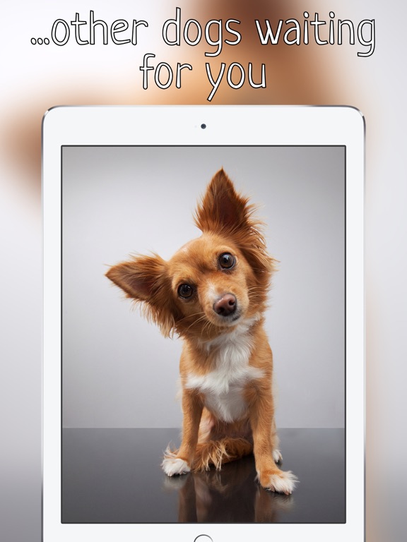 Woof Growl Dog bark iPad screenshot