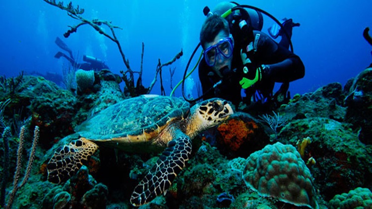 VR Scuba Diving with Google Cardboard Edition