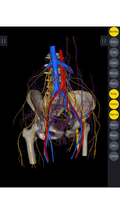 Medsee - 3D Detailed Anatomy