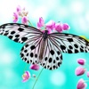 Beautiful Butterfly Wallpapers