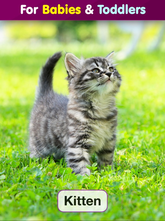 Toddler Flashcards: Learning Baby Kids Games Free iPad screenshot 2 - Education app