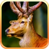 2016  Deer Hunt Train Yard Hunter Safari Hunting