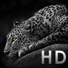 Cool Animals HD Awesome Themes & Wallpapers