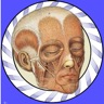 Speed Muscles MD icon