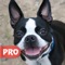 Cutest images of Boston Terrier Dog Breed for your device