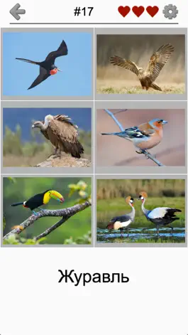 Game screenshot Птицы мира - Викторина о птицах со всего света apk