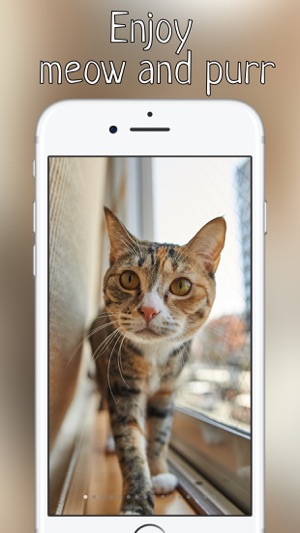 Purr Meow - Сat meow sounds free app(圖1)-速報App